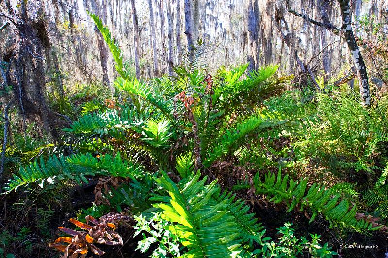 20090220_153401 D3 P1 5100x3400 srgb.jpg - Loxahatchee National Wildlife Preserve